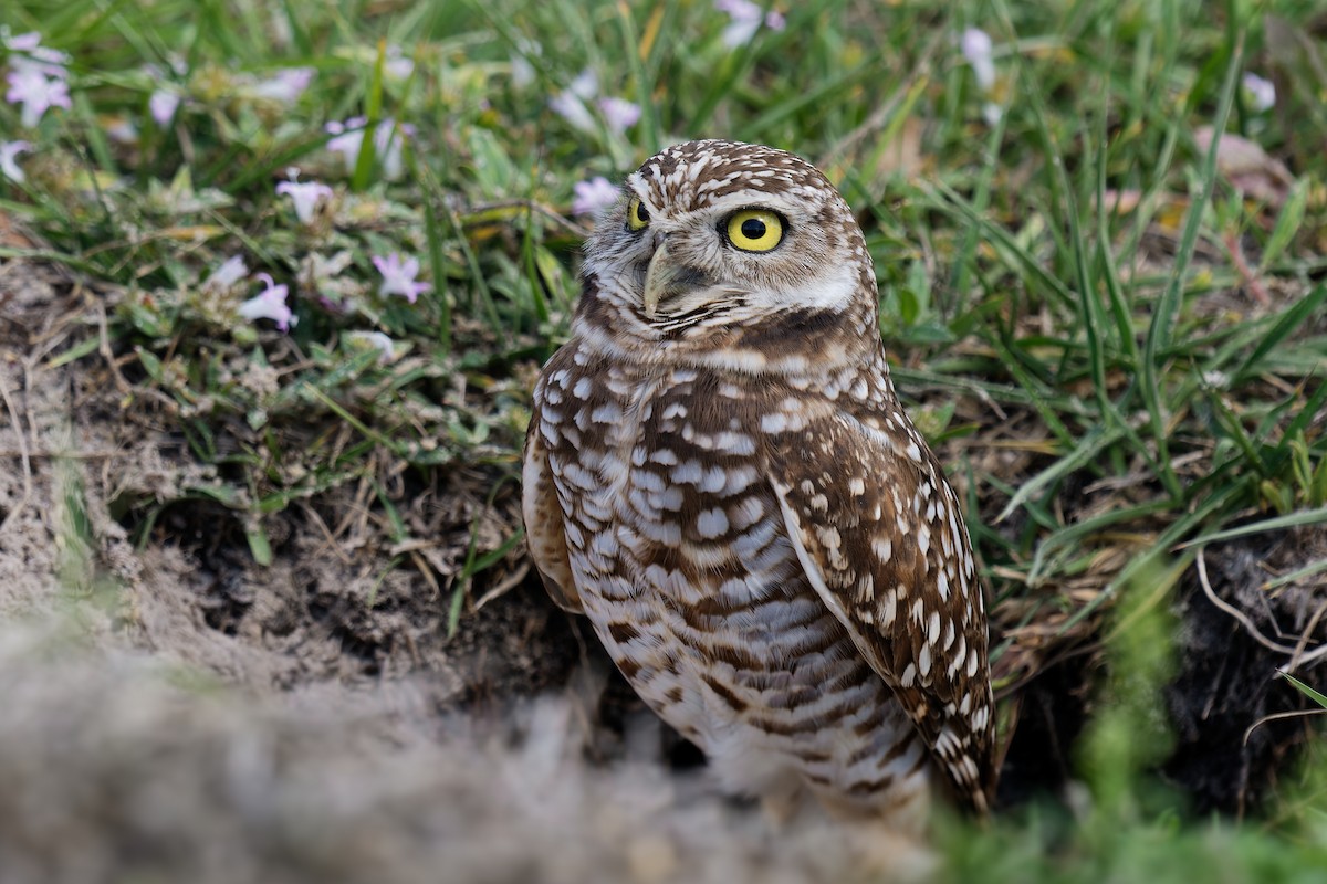 Burrowing Owl - Steeve R. Baker