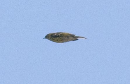 Cape May Warbler - ML600891421
