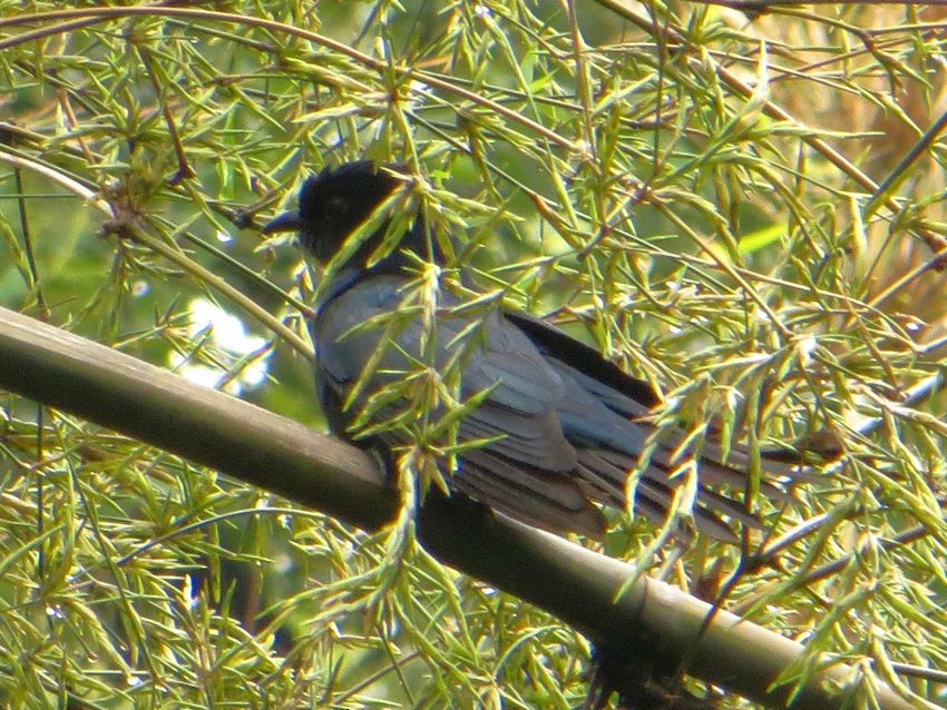 Square-tailed Drongo-Cuckoo - Kaichi Huang