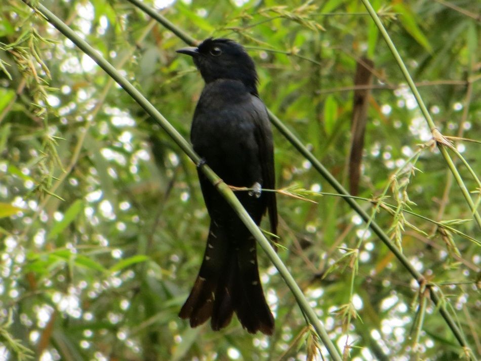 Square-tailed Drongo-Cuckoo - ML60089171