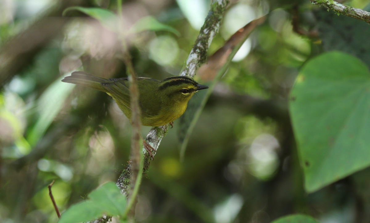 Two-banded Warbler (Two-banded) - ML600892971