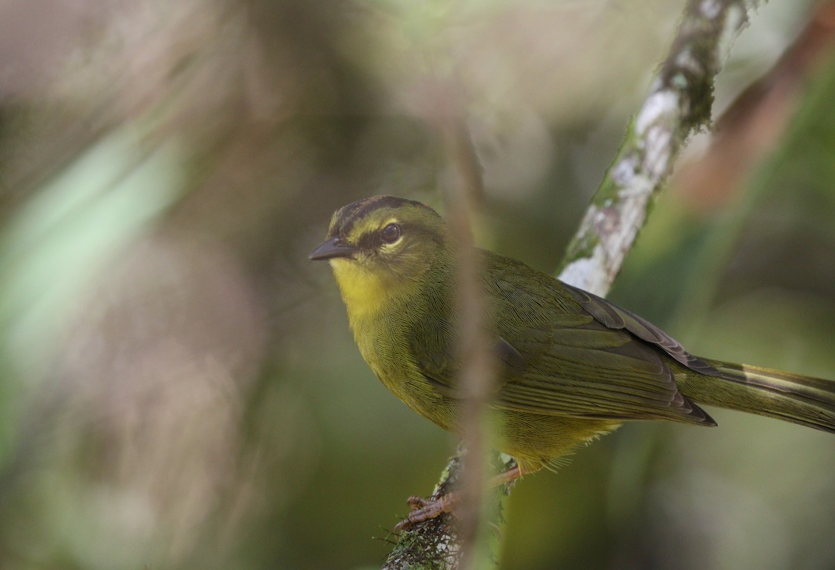 Two-banded Warbler (Two-banded) - ML600893021