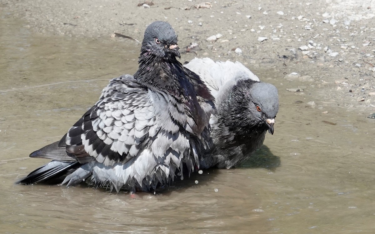 Rock Pigeon (Feral Pigeon) - ML600893141