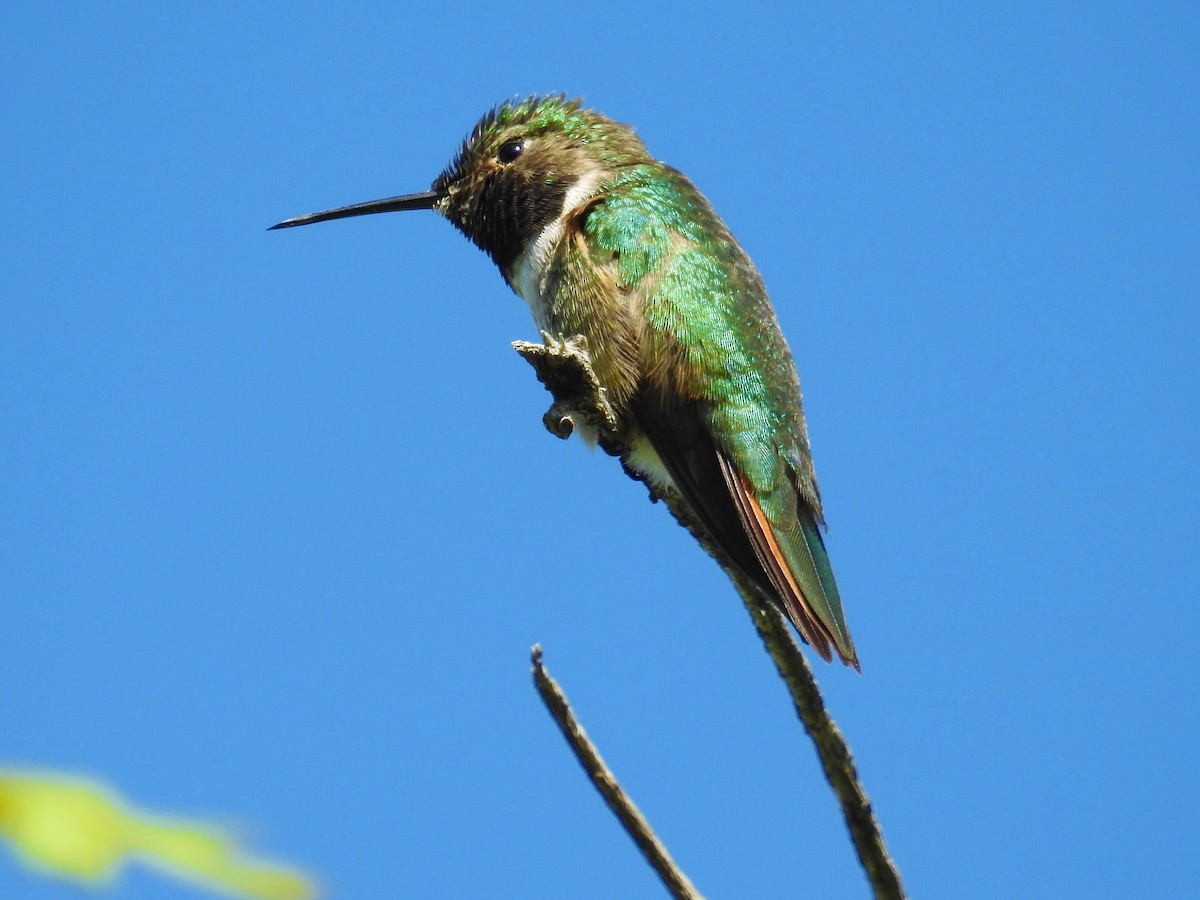 Broad-tailed Hummingbird - Tina Toth