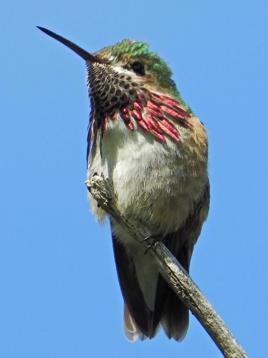 Calliope Hummingbird - Tina Toth