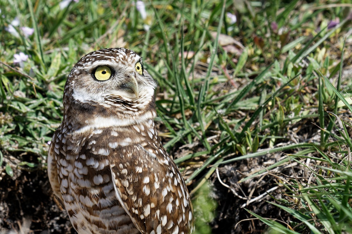 Burrowing Owl - ML600898561