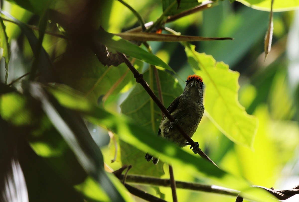 Fine-barred Piculet - ML600900621
