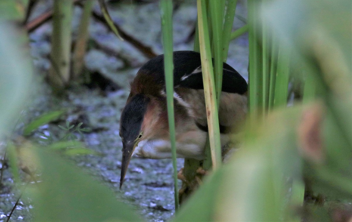 eBird Checklist 6 Aug 2023 Kensington Metroparkgeneral 34 species