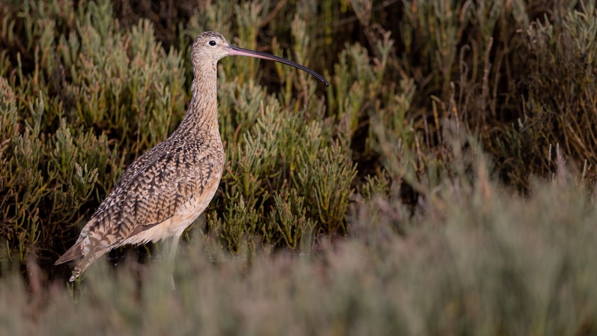 Long-billed Curlew - ML600908081