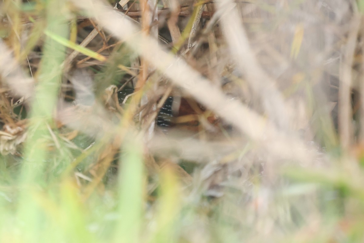 Red-chested Flufftail - Daniel Engelbrecht - Birding Ecotours