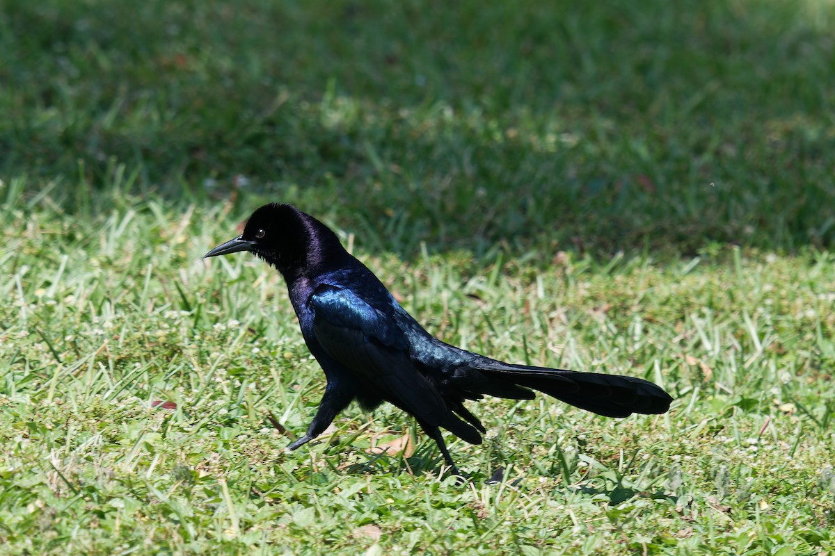 Boat-tailed Grackle - Steeve R. Baker