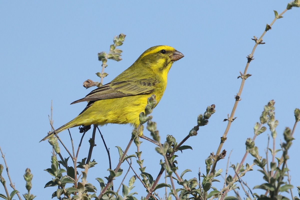 Yellow Canary - ML600917341