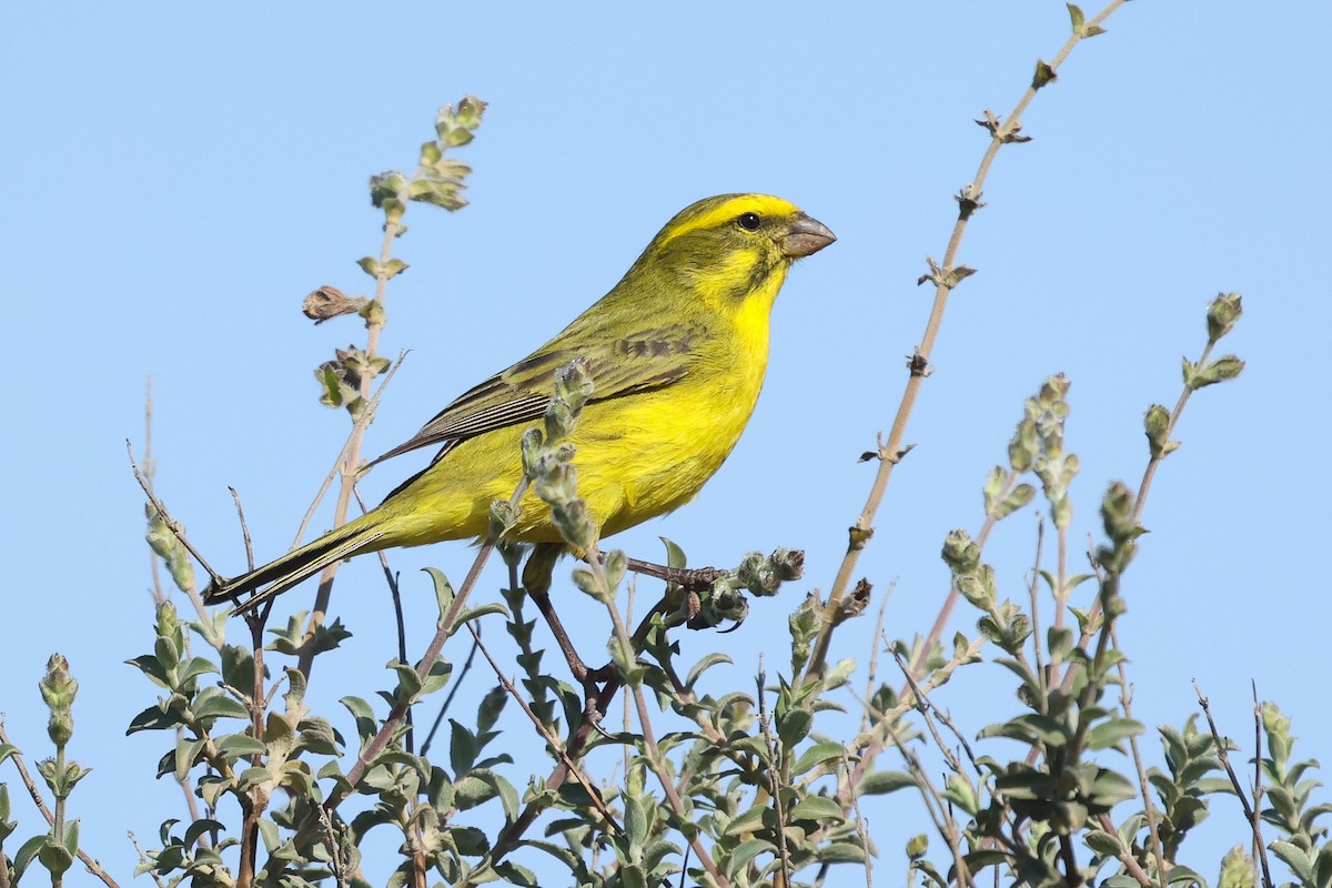 Yellow Canary - ML600917351