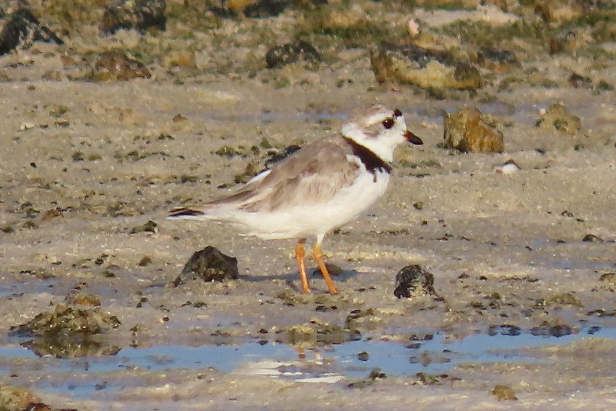 Piping Plover - ML600919401