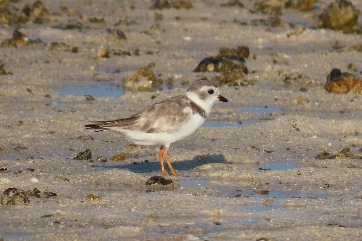 Piping Plover - ML600919501