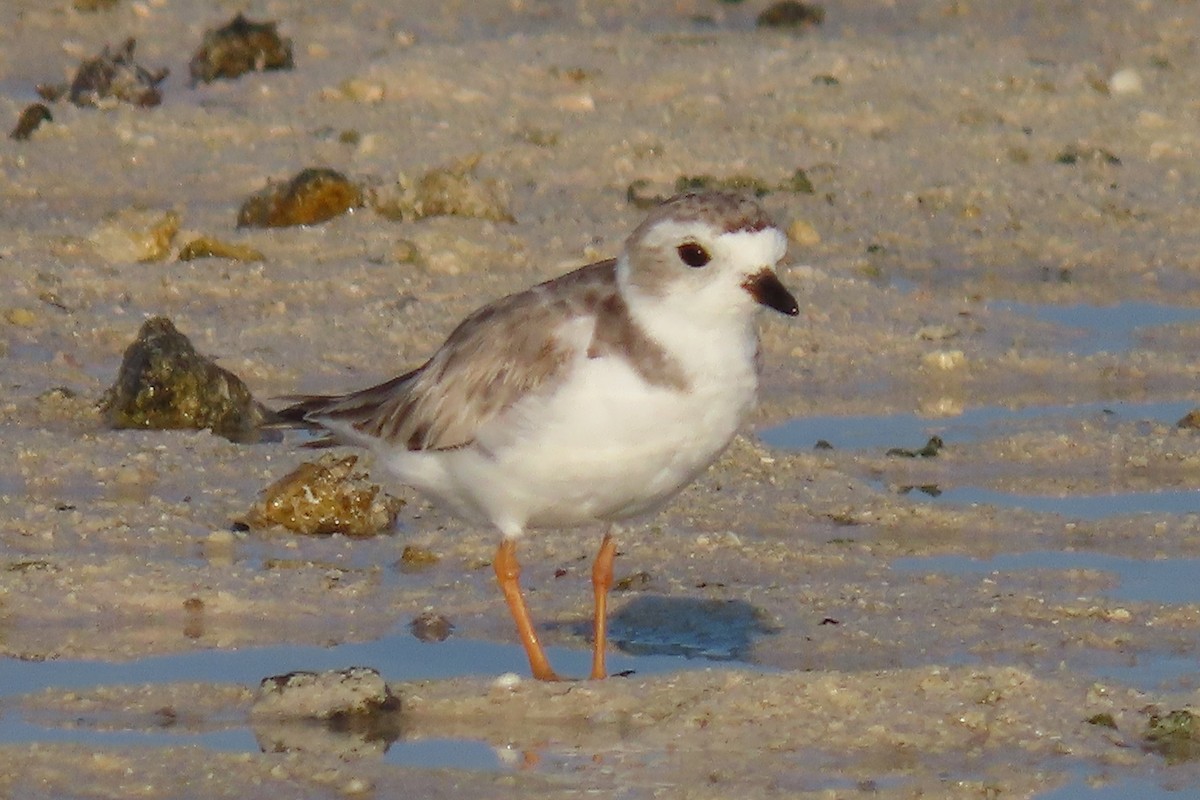 Piping Plover - ML600919721