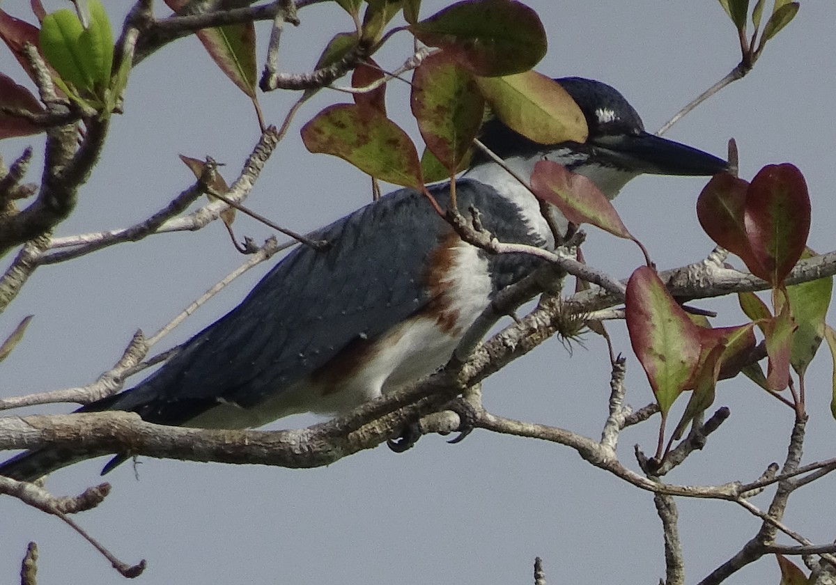 Belted Kingfisher - ML600919871