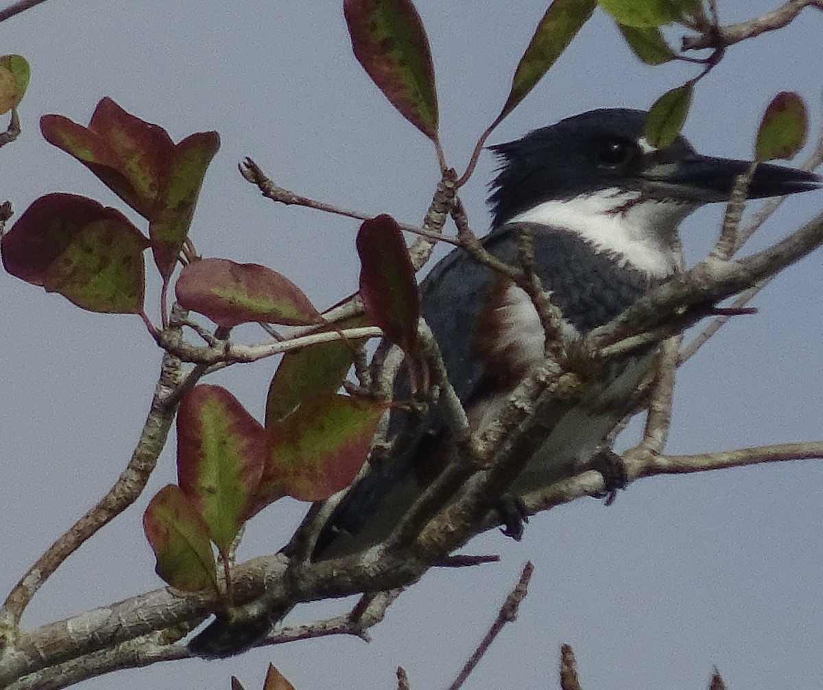Belted Kingfisher - ML600919881