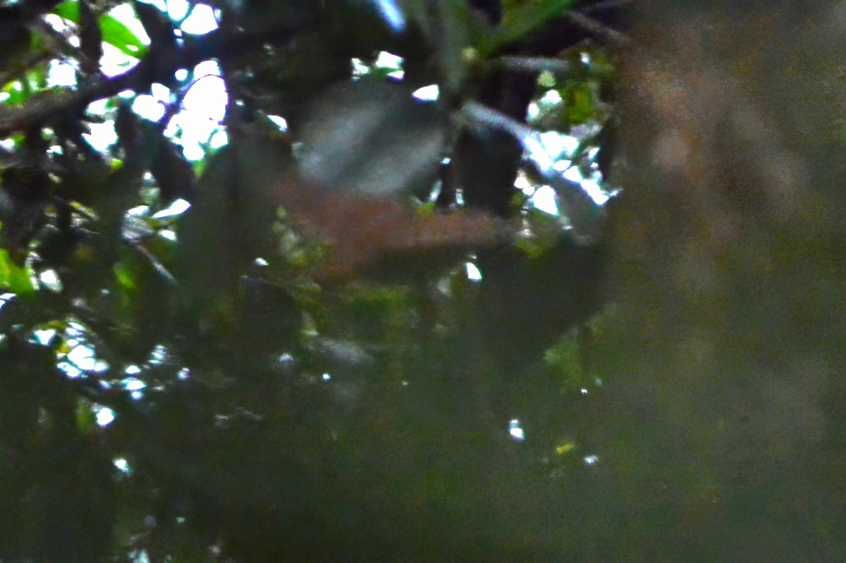 holub hnědočervený - ML600920661