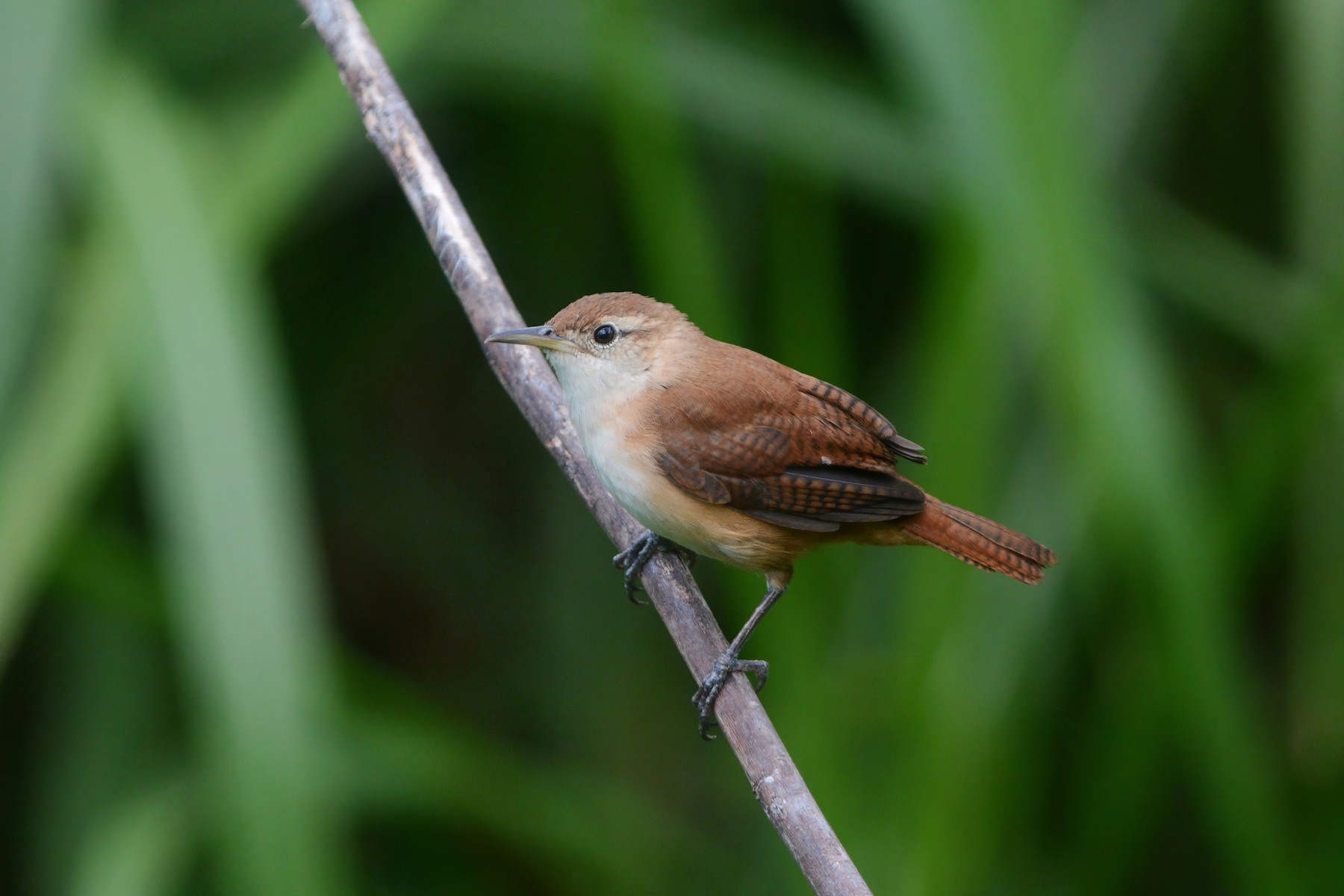 House Wren (St. Vincent) eBird