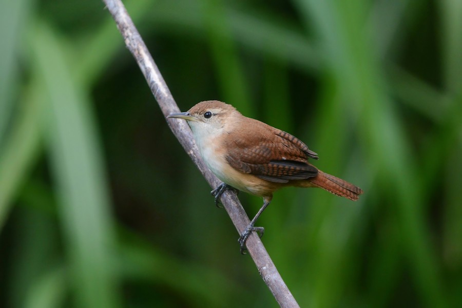 House Wren (St. Vincent) - eBird