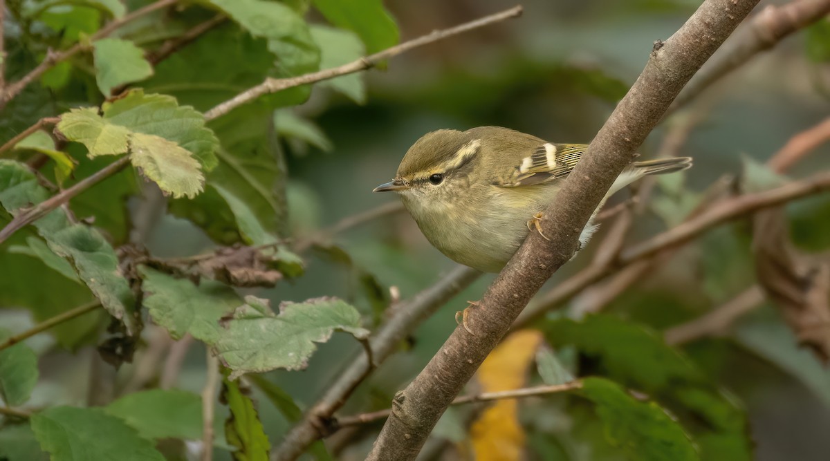 Yellow-browed Warbler - ML600922391