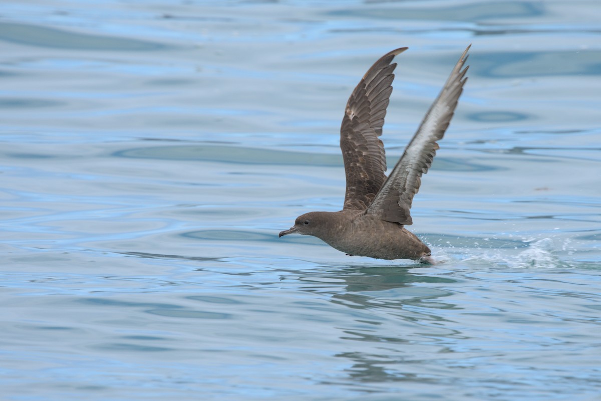 Sooty Shearwater - Andy Bankert