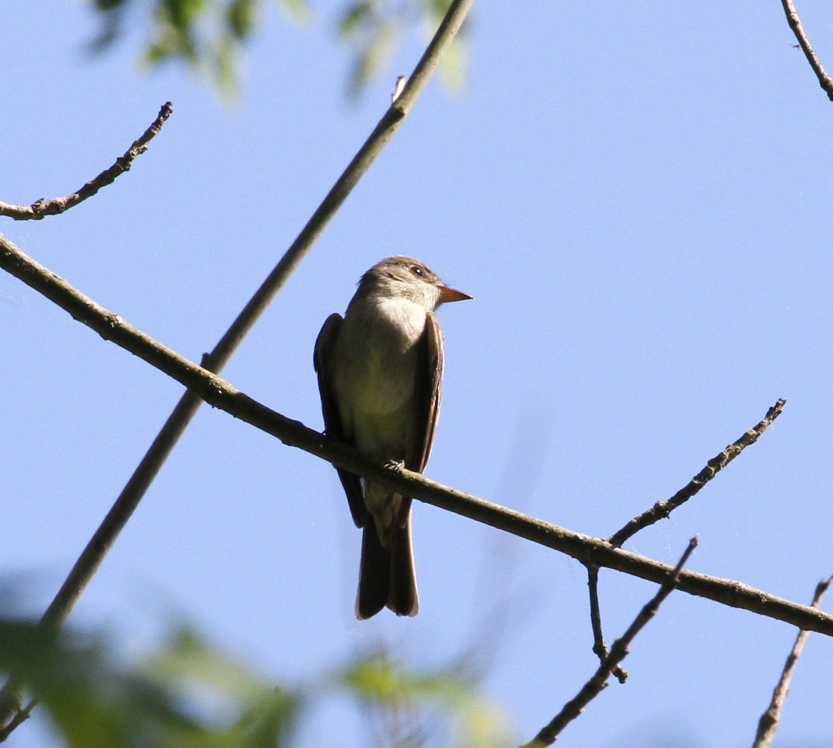 Olive-sided Flycatcher - Don Coons