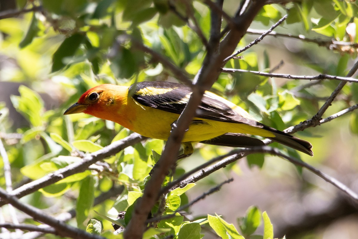 Western Tanager - ML600929251