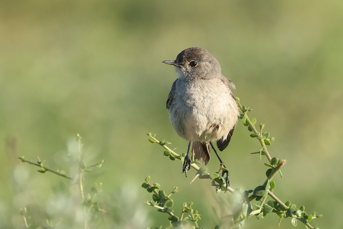Sickle-winged Chat - ML600929271