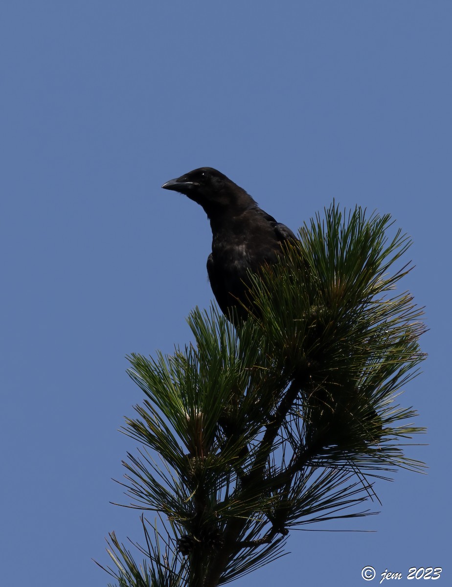 American Crow - ML600929831