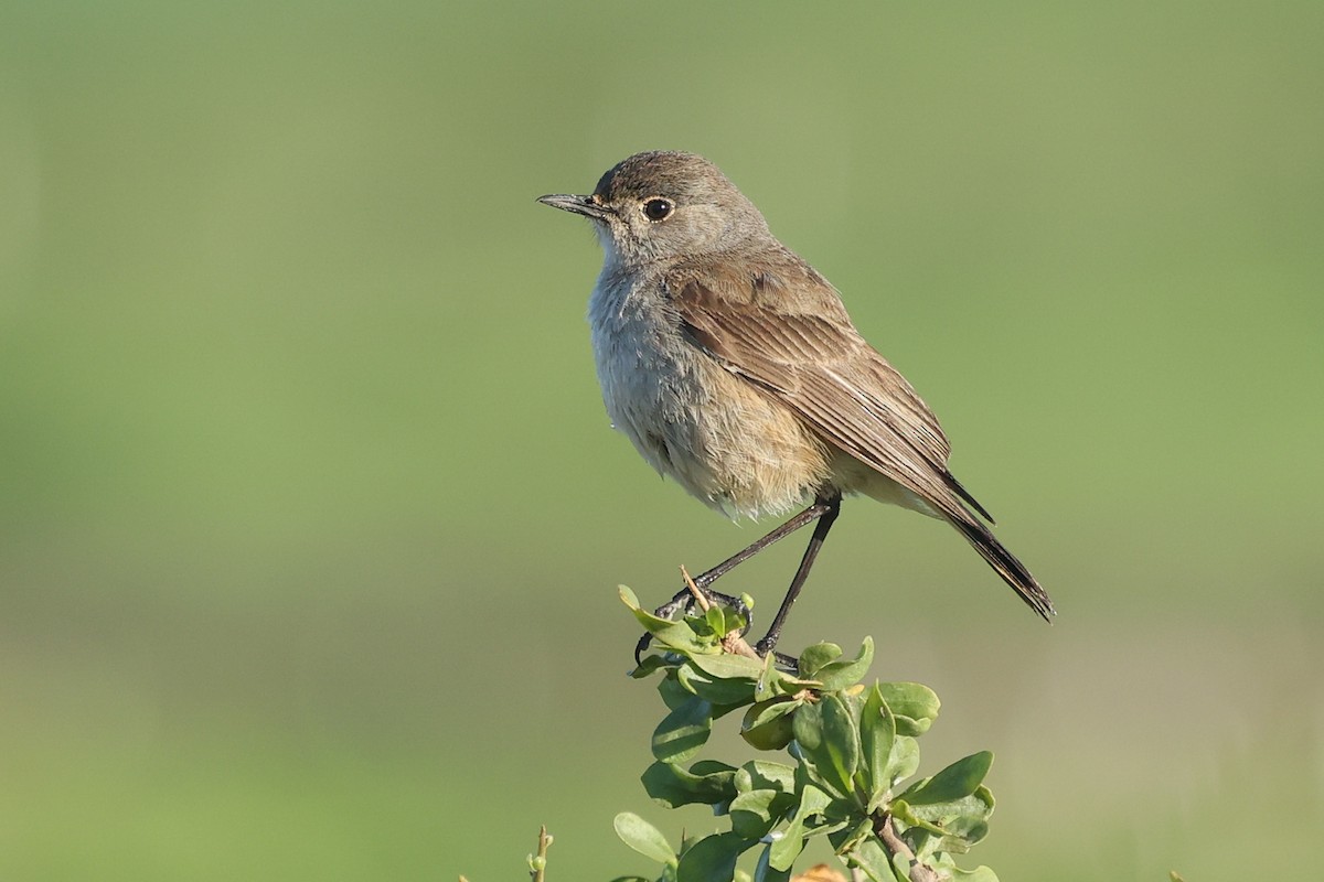 Sickle-winged Chat - ML600935441