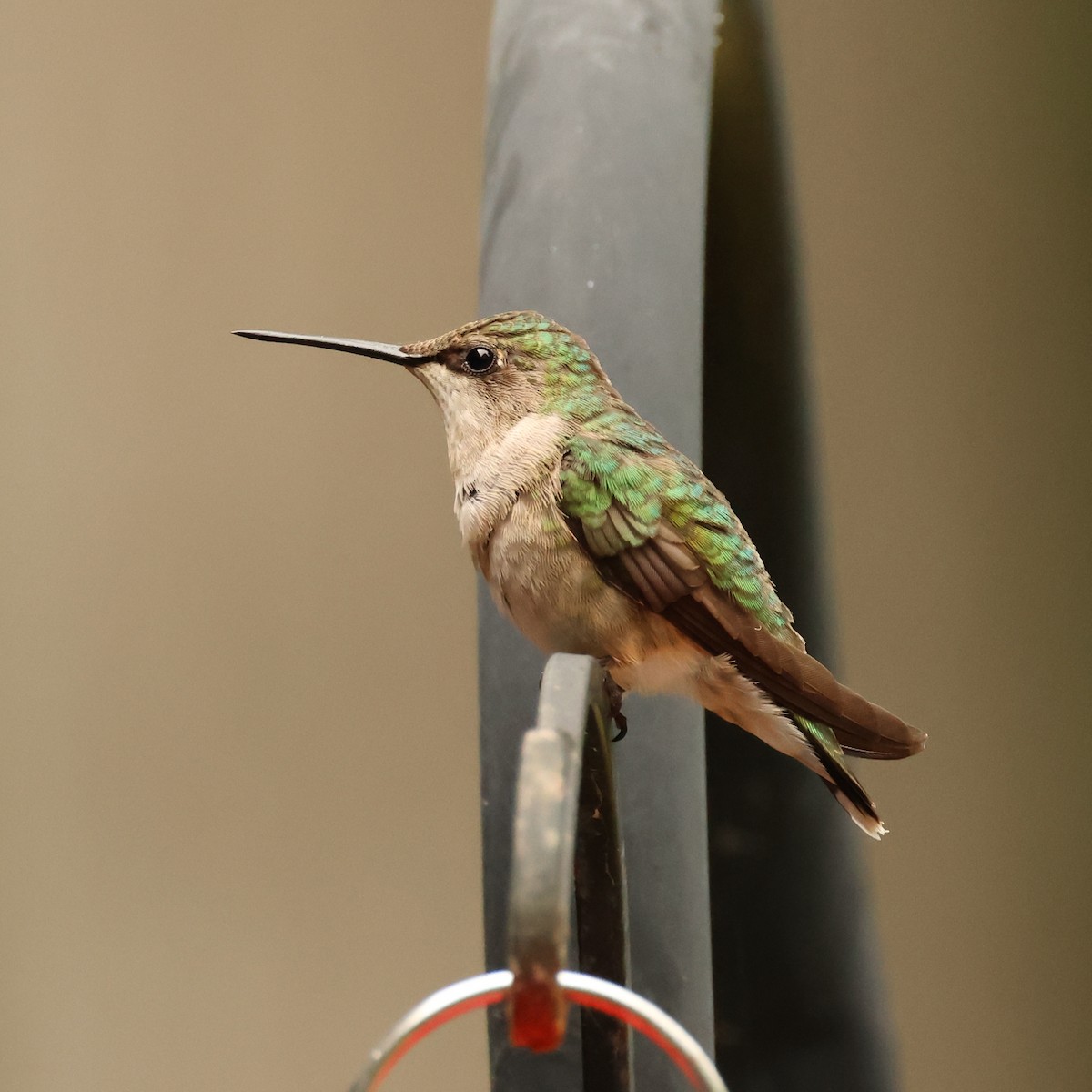 Ruby-throated Hummingbird - ML600940301