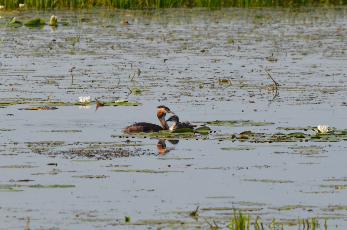 Great Crested Grebe - ML600941541