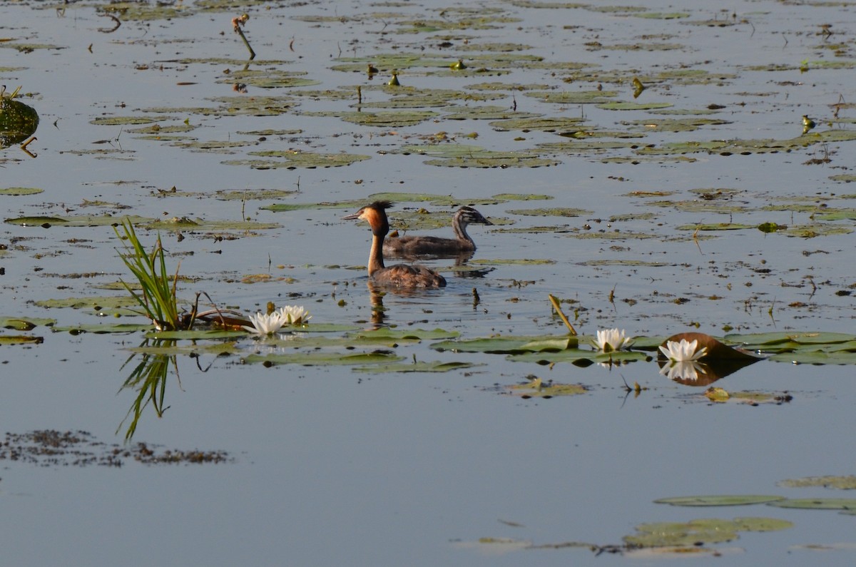 Great Crested Grebe - ML600941551