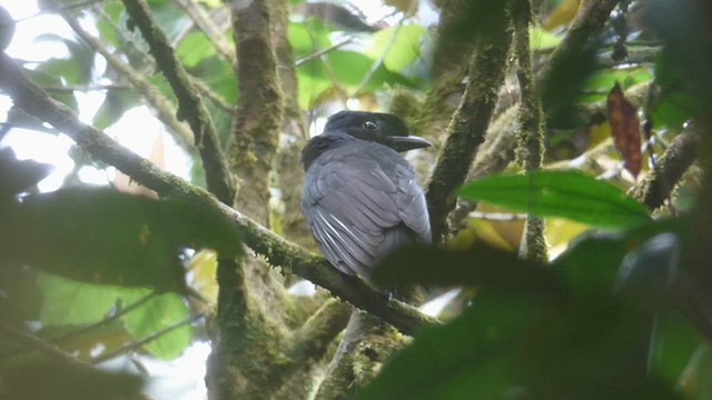 Bare-necked Umbrellabird - ML600941691