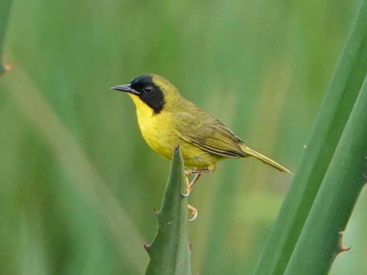 Olive-crowned Yellowthroat (Olive-crowned) - ML600944741