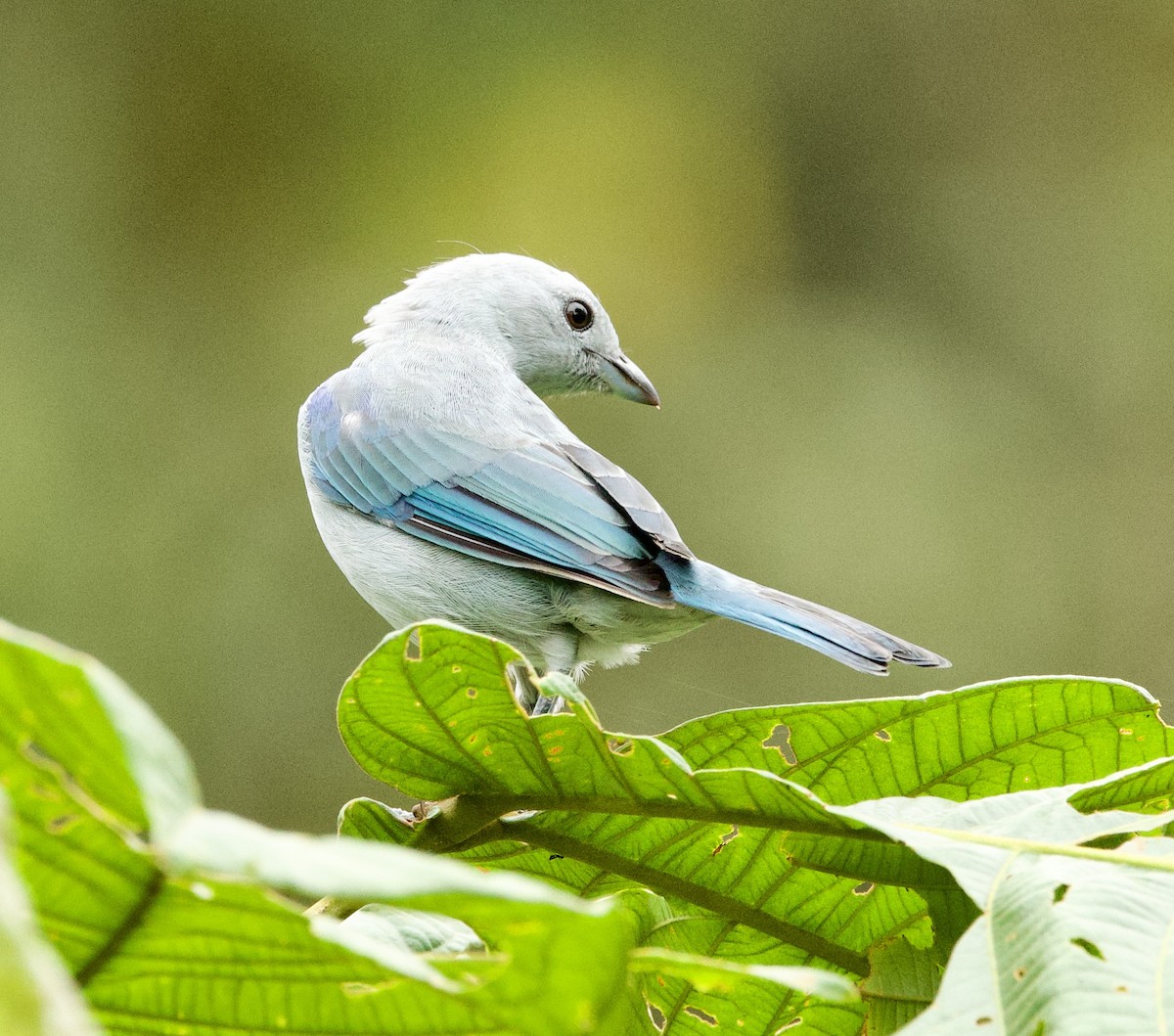 Blue-gray Tanager (Blue-gray) - ML600944891