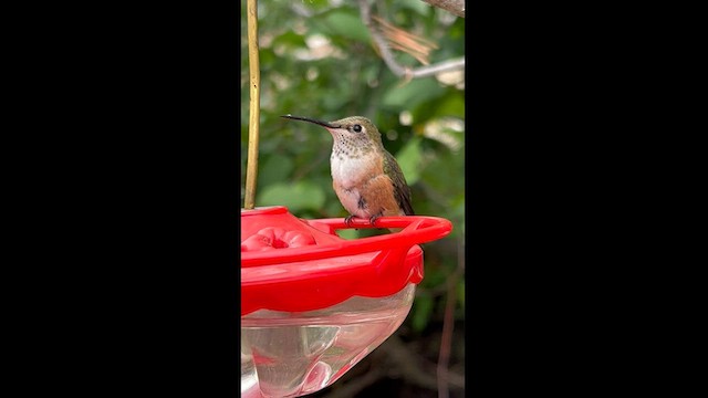 Broad-tailed Hummingbird - ML600947081