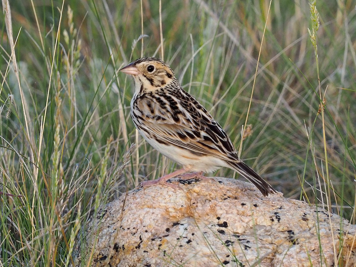 Baird's Sparrow - ML60094821