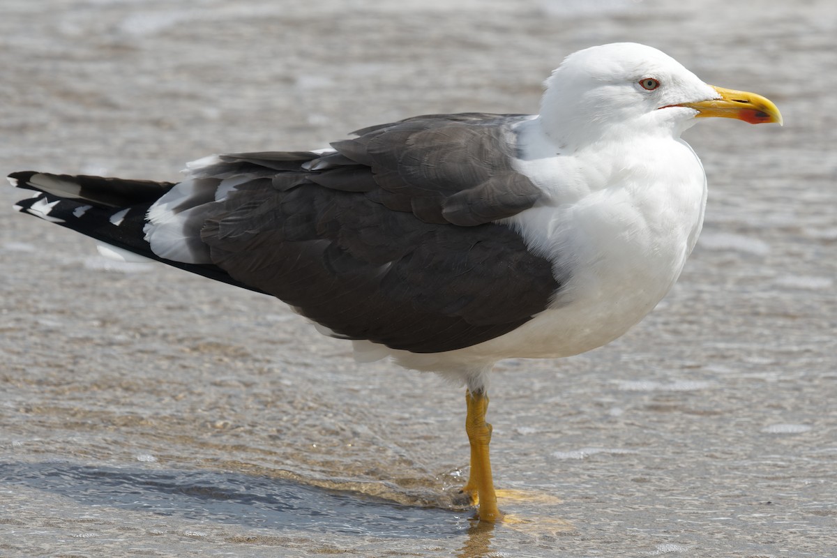 Lesser Black-backed Gull - Steeve R. Baker