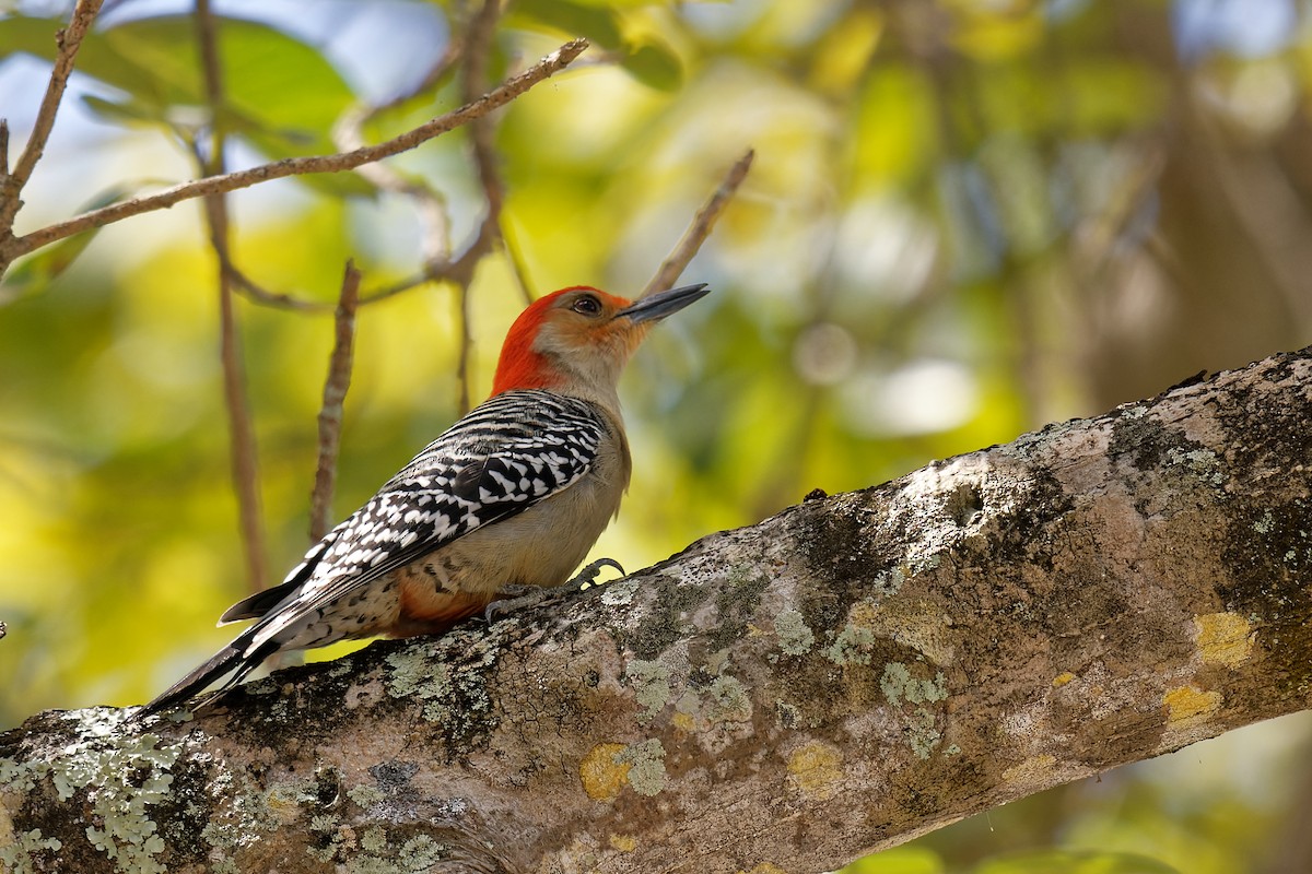Red-bellied Woodpecker - Steeve R. Baker