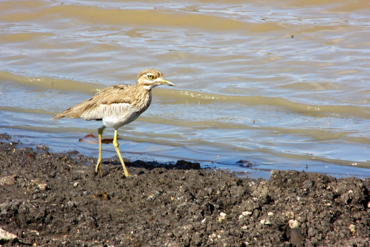 Water Thick-knee - David Orth-Moore