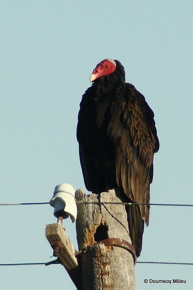Turkey Vulture - Ricardo  Doumecq Milieu