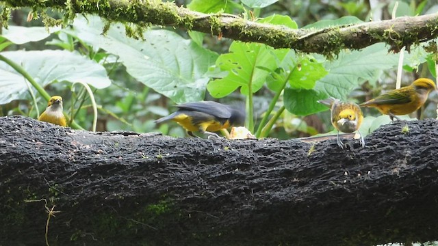 Blue-and-gold Tanager - ML600956881