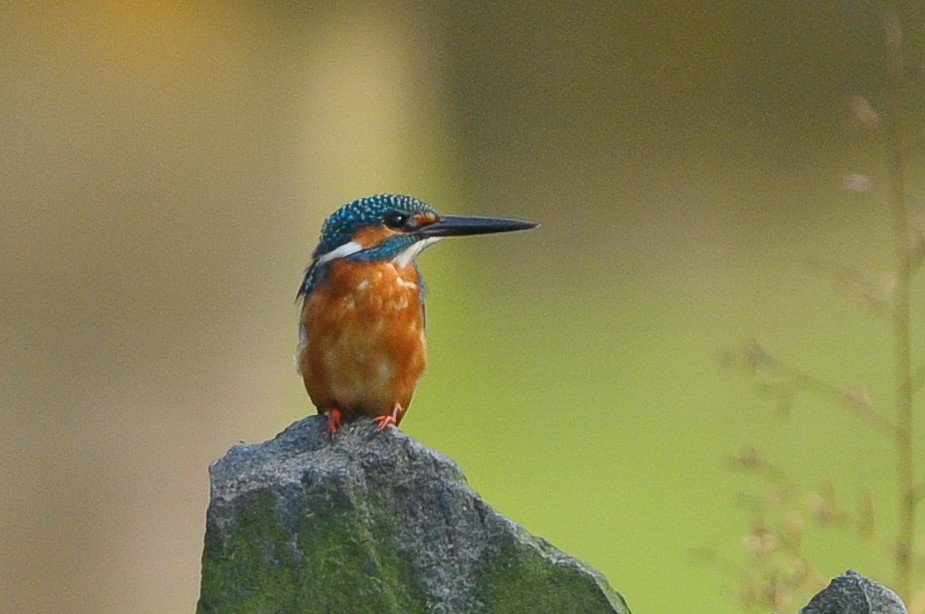 Common Kingfisher - ML60096231