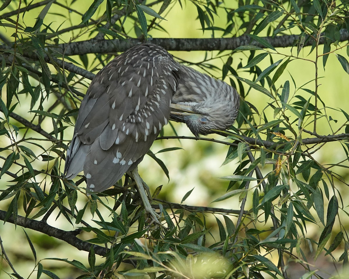 Black-crowned Night Heron - ML600964671