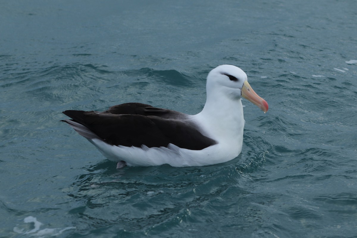 Black-browed Albatross (Black-browed) - ML600968641