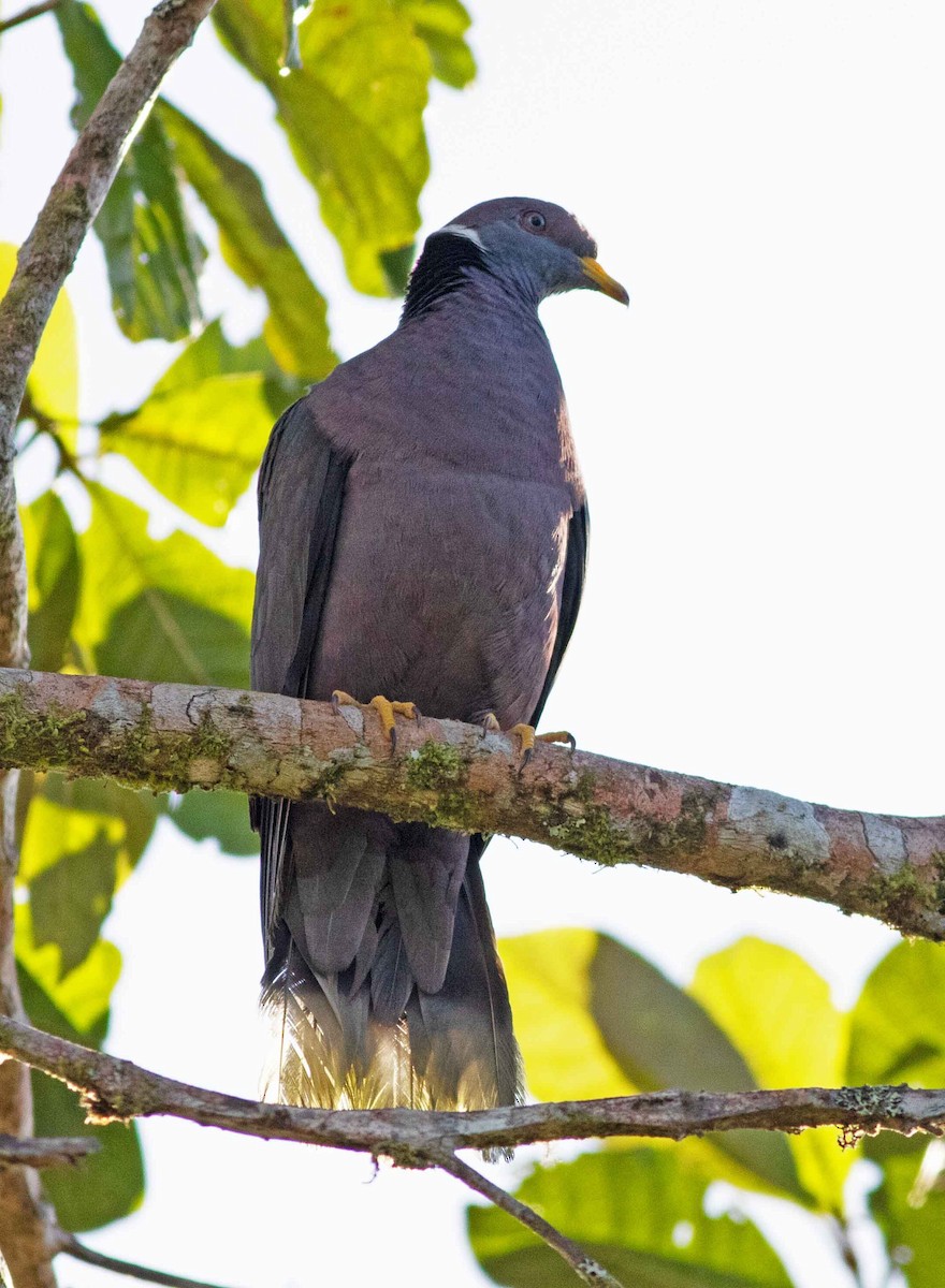 Band-tailed Pigeon - ML600969011