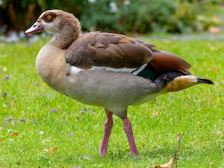 Egyptian Goose, ML600969871
